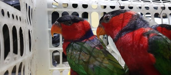 Deux loris tricolores dans une cage