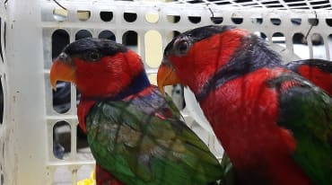 Deux loris tricolores dans une cage