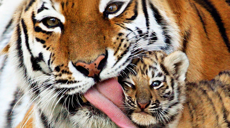 Gros plan sur un tigre léchant la tête de son petit tigron