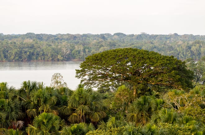 Paysage d’arbres et d’une rivière dans le parc national Yasuní en Équateur