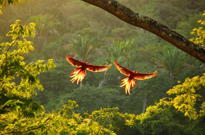 Deux aras rouges volent, ailes déployées, au-dessus de la forêt tropicale