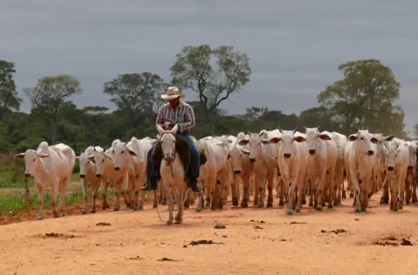 Troupeau de bovins dans l’état brésilien du Mato Grosso