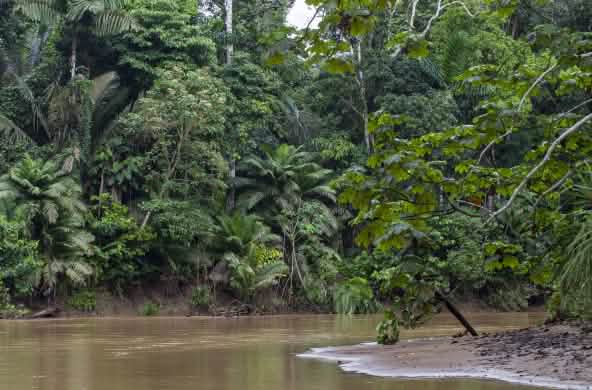 Cours d’eau dans la forêt tropicale du parc national Yasuní