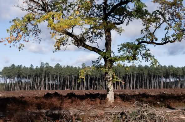 Un chêne est isolé au milieu d’une zone coupée à blanc, avec une monoculture de pins en arrière-plan