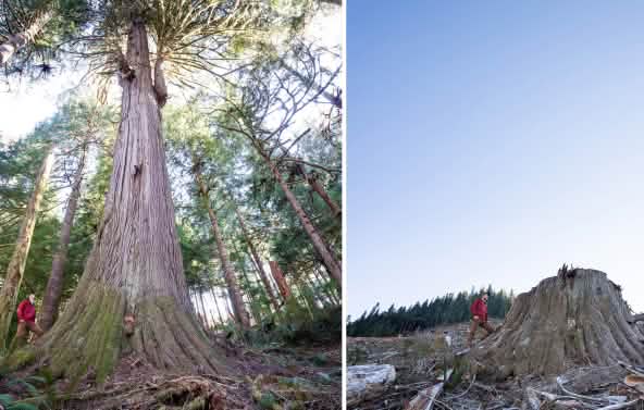 Collage - Avant / Après - Abattage dans la forêt côtière de Caycuse, Canada