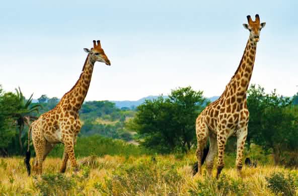 Girafes en Afrique du Sud