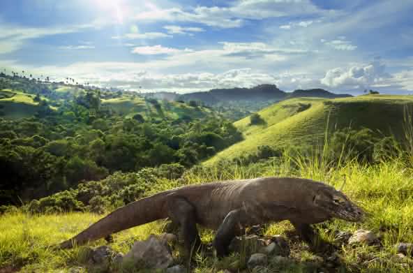 Varan de Komodo (Varanus komodoensis)