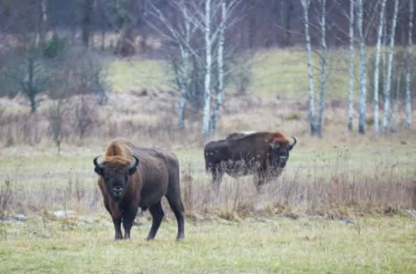 Bisons d'Europe dans la forêt de Bialowieza