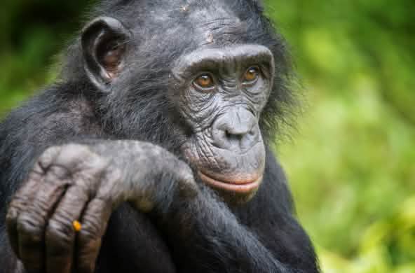 Un bonobo