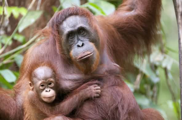 Orang-outan avec bébé