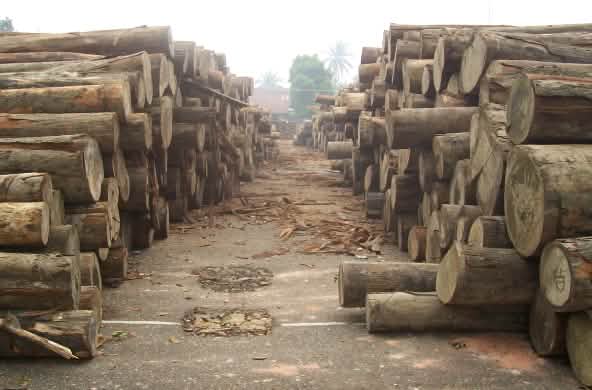 Troncs d’arbres coupés