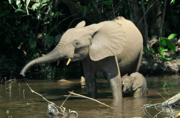 Une éléphante et son jeune éléphanteau se baignent dans la jungle