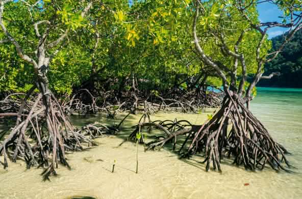 Mangrove aux Célèbes (Sulawesi)