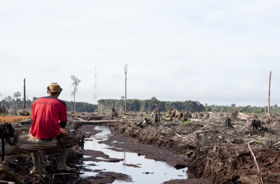 Un homme de dos, assis, contemple les restes de la forêt tropicale dévastée