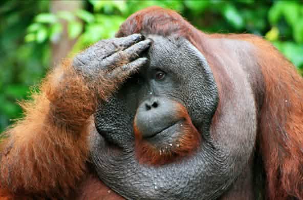 Un orang-outan se touche la tête et regarde au loin, l’air pensif