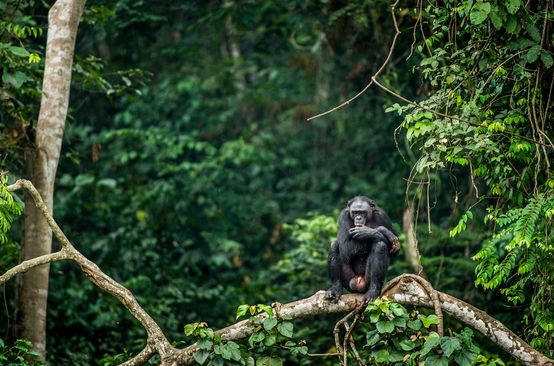 Bonobo assis sur la branche d’un arbre en République Démocratique du Congo