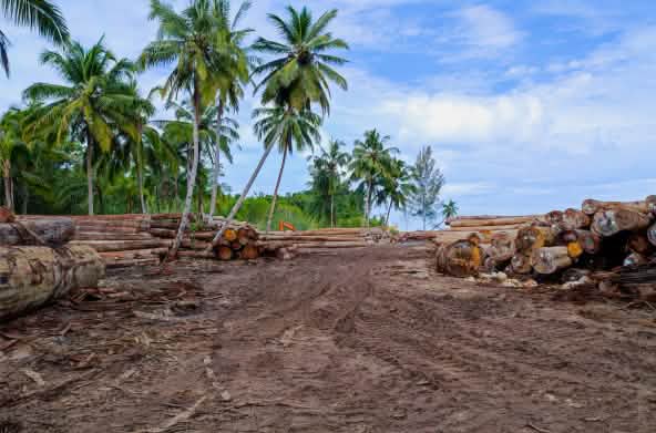 Piles de troncs d’arbres à proximité de palmiers dans une zone défrichée