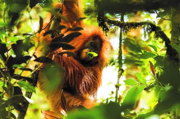 Orang-outan de Tapanuli (Pongo Tapanuliensis)