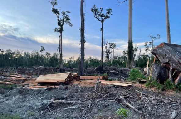 Coupe à blanc dans une tourbière où restent 5 grands arbres sans branches