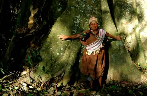 Gardien de la forêt