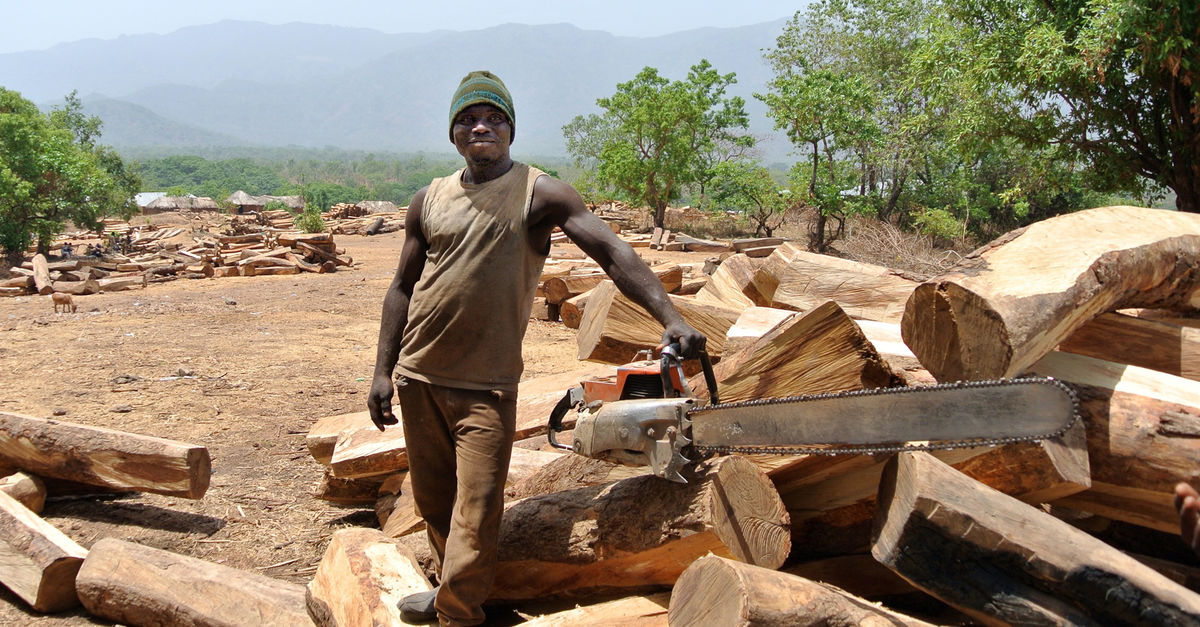 Commerce illégal : Bois de santal: la racine de la convoitise