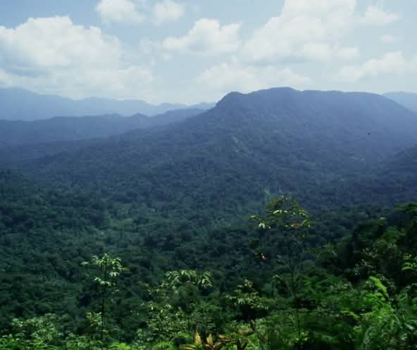 Forêt de Los Chimalapas, Oaxaca, Mexique