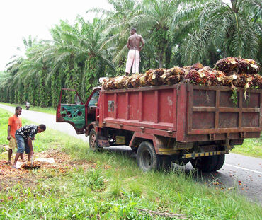 L'huile de noix de coco est aussi mauvaise pour la santé que le lard ou l' huile de palme