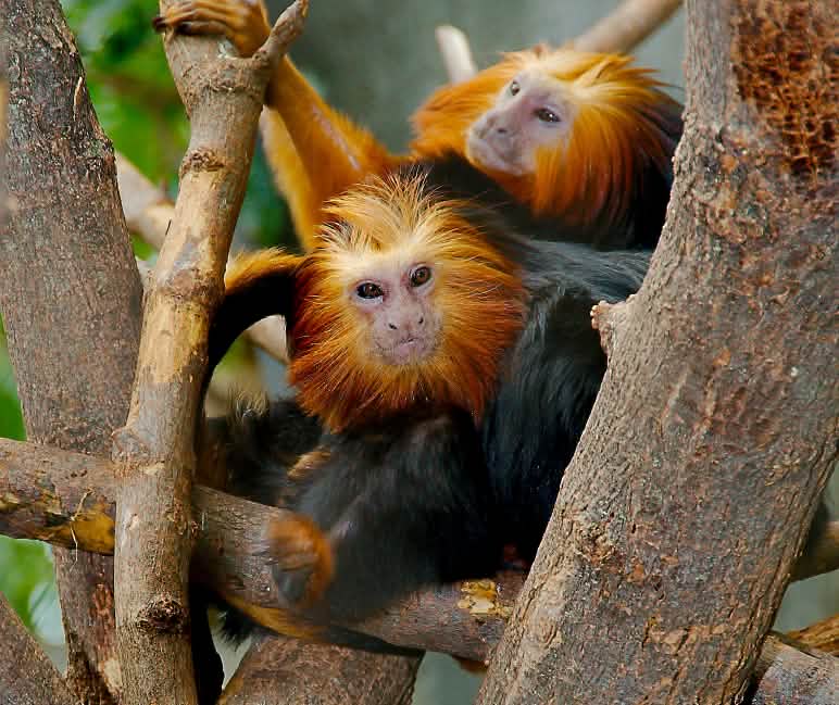 Tamarins-lion à tête dorée Deux tamarins-lion à tête dorée (Leontopithecus chrysomelas) dans un arbre