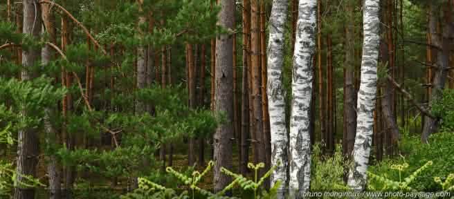 Forêt de Fontainebleau