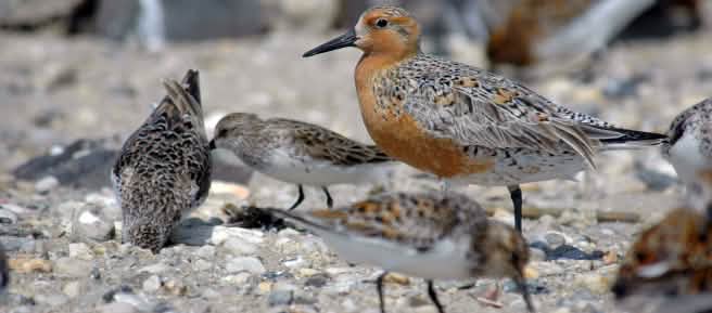 Le Bécasseau maubèche est un oiseau migrateur