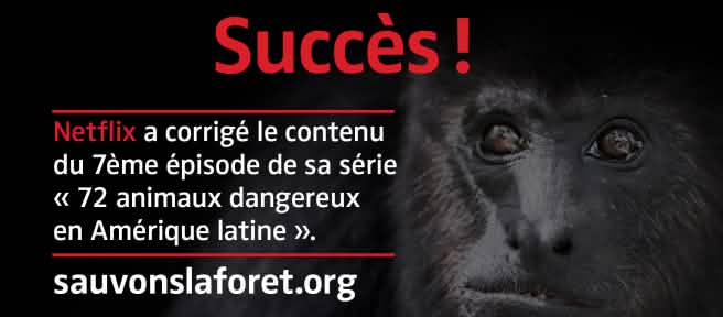 Singe Hurleur noir (Alouatta carayá) avec sur fond noir avec le texte "Succès"
