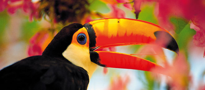 Toucan vu de profil