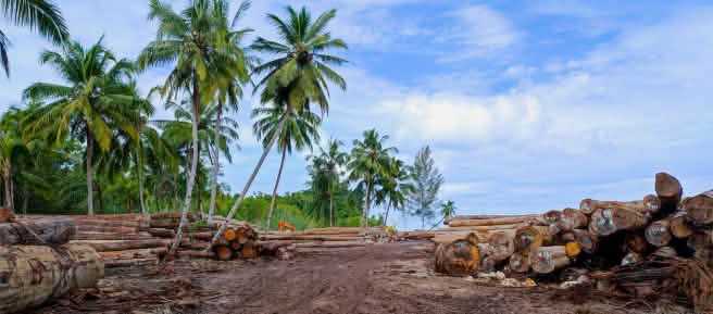 Piles de troncs d’arbres à proximité de palmiers dans une zone défrichée