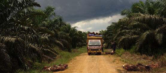 Plantation de palmiers à huile en Indonésie
