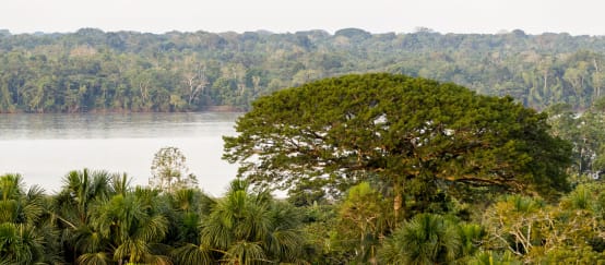 Paysage d’arbres et d’une rivière dans le parc national Yasuní en Équateur