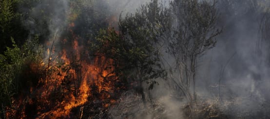 Des buissons sont en feu qui dégagent beaucoup de fumée