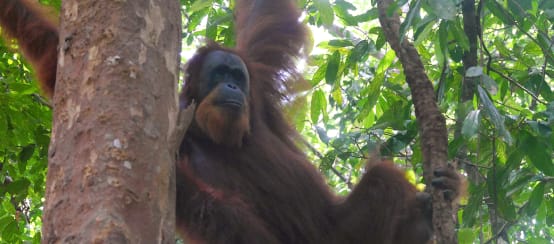 Un orang-outan de Sumatra suspendu dans un arbre