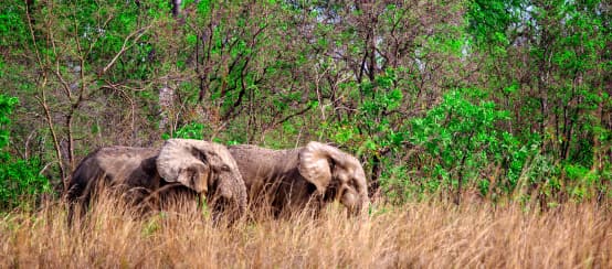 Eléphants de savane d’Afrique (Loxodonta africana) dans le parc national de Mole (Ghana)