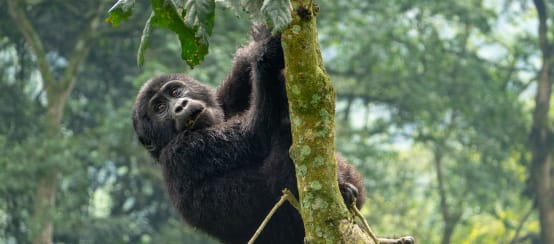 Gorille des montagnes en République démocratique du Congo