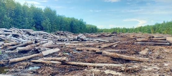 Troncs d’arbres après une coupe à blanc