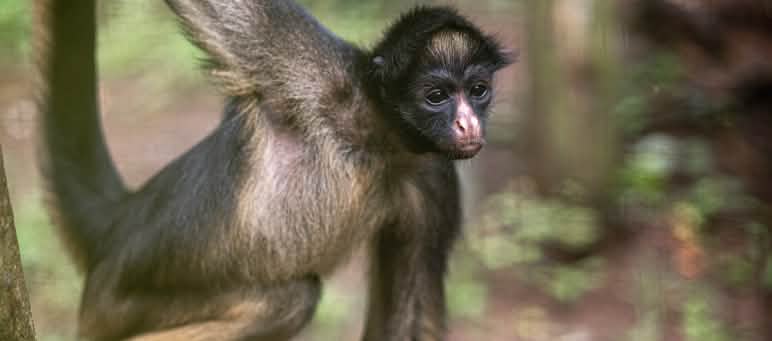 AmaZOOnico veut réintroduire trois atèles belzébuth dans leur habitat naturel Un Atèle belzébuth (Ateles belzebuth) suspendu à une branche