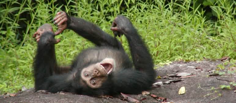 L’habitat des chimpanzés est constitué de forêts tropicales intactes. Leur protection ne peut se faire qu’avec la population Jeune chimpanzé sur le dos en train de jouer