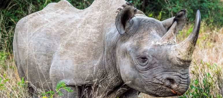 La forêt doit être détruite précisément là où vivent les rhinocéros noirs Rhinocéros noir