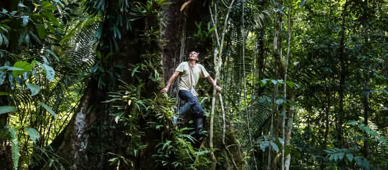 Le jugement rendu par le tribunal péruvien est dû à vos protestations contre les déboisements Francisco grimpe à un arbre dans la forêt tropicale