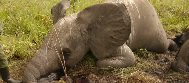 Le marché chinois de l’ivoire exacerbe le braconnage des éléphant d’Afrique Éléphant victime du braconnage