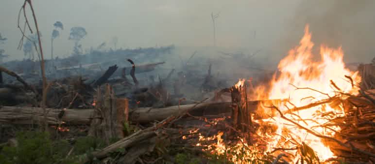 Selon des recherches indonésiennes, l’entreprise RKK fait partie du Makin Group, un fournisseur en huile de palme d’Unilever Les forêts sont incendiées pour l’établissement de plantations d’huile de palme