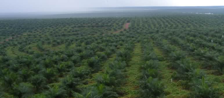 Raison principale de la destruction des forêts pluviales d'Indonésie : les plantations de palmier à huile