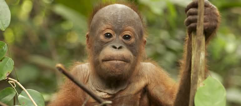 Tripa reste l'habitat des orangs-outans de Sumatra