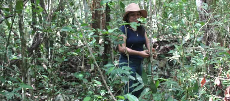 Une forêt tropicale dense pousse sur les parcelles que la coopérative de femmes Túumben K’óoben souhaite acquérir et préserver Dans la forêt tropicale du Yucatán