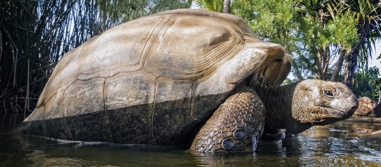 Des milliers de tortues géantes des Seychelles vivent sur l'atoll d'Aldabra Tortue géante des Seychelles (Aldabrachelys gigantea)